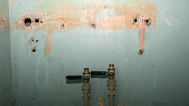 Best Professional water damage repair  in Conway Springs, KS